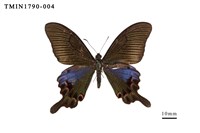 藏品(雙環翠鳳蝶)的圖片